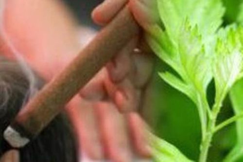 Khám phá tác dụng ít biết của cứu ngải