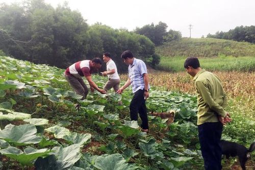 Về Tân An - 'Mù lử gia tuờ'