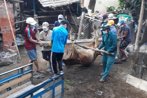 Nguy cơ lây lan dịch bệnh viêm da nổi cục trên gia súc ở thị xã Đức Phổ