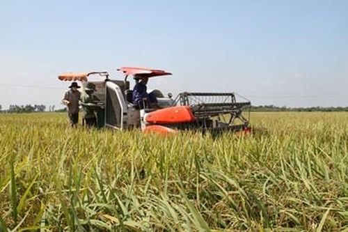 Tích tụ, tập trung đất nông nghiệp tại Thái Bình: Quả ngọt và những vấn đề đặt ra-Bài 1: Không chấp nhận hoang phí 'bờ xôi ruộng mật'