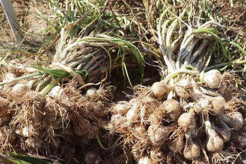 Giá tỏi tươi đảo Lý Sơn giảm mạnh 50.000 đồng/kg, năng suất thấp