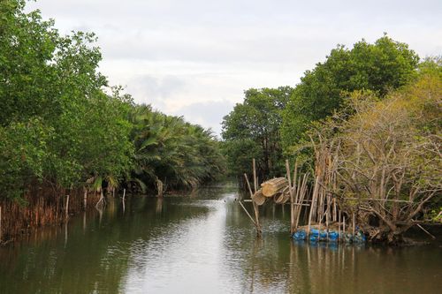 'Rừng ngập mặn miền Tây' đẹp bình yên giữa xứ Huế