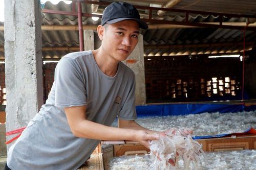 Vào mùa thu hoạch 'vàng trắng', ngư dân Thanh Hóa thu tiền triệu mỗi ngày