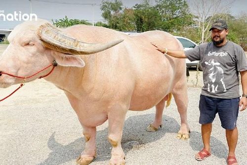 Sở hữu 'viên ngọc quý', anh nông dân nhanh chóng đổi đời, tậu nhà, tậu xe