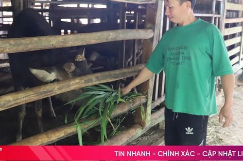 Vì sao người dân Hương Sơn không mặn mà với nghề nuôi nai lấy nhung?