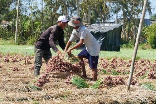 Sóc Trăng: Nông dân phấn khởi vì hành tím được mùa