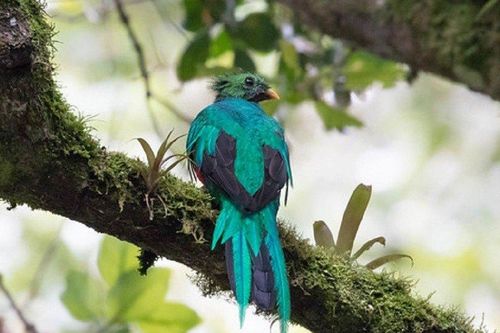 Loài chim hiếm bậc nhất thế giới, không thể bị nhốt vì lý do đặc biệt