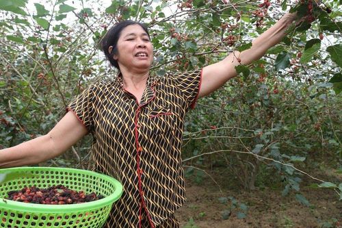 Dâu tằm vào vụ, nông dân kiếm tiền triệu mỗi ngày