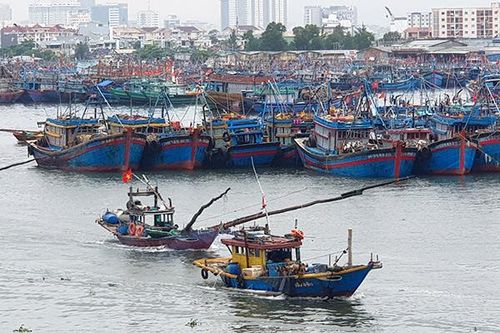 Đà Nẵng: Triển khai đến ngư dân phần mềm truy xuất nguồn gốc thủy sản
