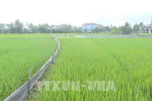 Phòng trừ sinh vật gây hại trên lúa Đông Xuân ở phía Bắc