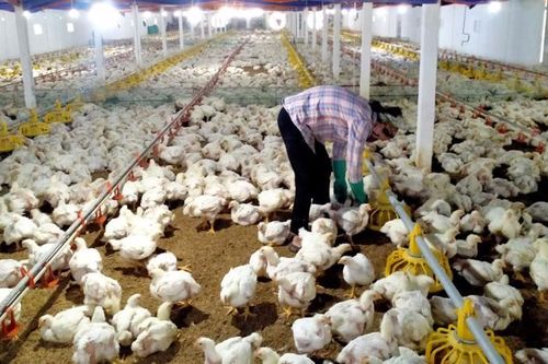 VCCI: Danh mục cơ sở kiểm kê khí nhà kính chưa thống nhất