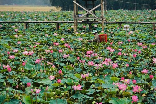Nông nghiệp, nông thôn huyện Tháp Mười chuyển biến tích cực