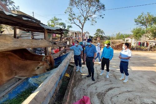 Kiểm tra tình hình dịch bệnh động vật tại huyện Mang Yang
