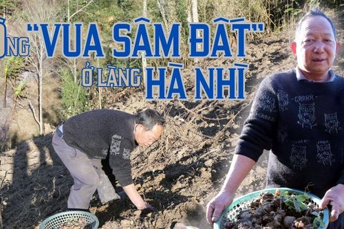 Ông 'vua sâm đất' ở làng Hà Nhì