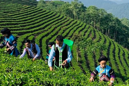 Nông dân huyện Mường Khương thu 2.000 tấn chè xuân