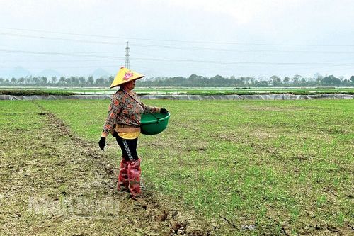 Khắc phục tình trạng lúa xuân chậm phát triển