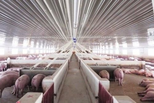 Vi phạm bảo vệ môi trường, trang trại heo tại Ninh Thuận bị phạt 600 triệu đồng