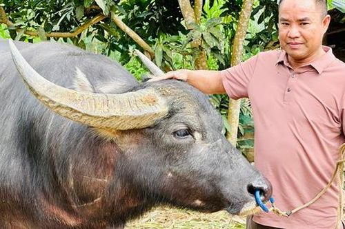 Công phu nghề săn trâu chiến