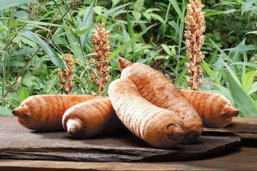 5 bài thuốc chữa bệnh từ thiên ma