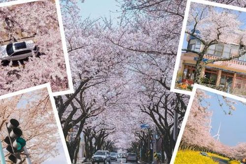 Giới trẻ xứ Hàn đua nhau 'flex' ảnh chụp hoa anh đào đẹp lung linh trên đảo Jeju