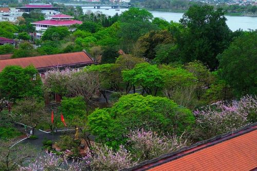 Đẹp nao lòng mùa hoa điệp anh đào nở rộ ở ngôi trường trăm tuổi