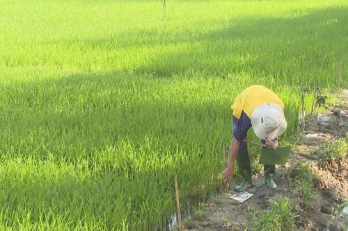 Quảng Ngãi: Chuột hoành hành trên đồng lúa