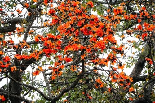 Hoa gạo khoe sắc đỏ rực rỡ tại nhiều tuyến phố Hà Nội