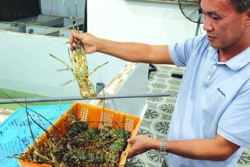 Xuất khẩu tôm hùm tăng gấp 27 lần