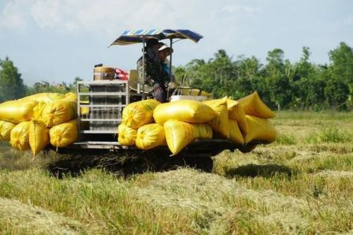 Doanh nghiệp Trung Quốc muốn hợp tác về lúa gạo Việt Nam