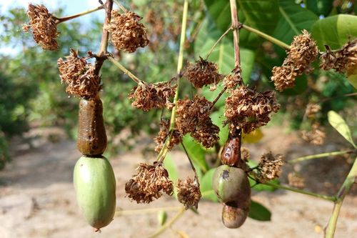 Nỗi buồn ở 'thủ phủ' điều Gia Lai