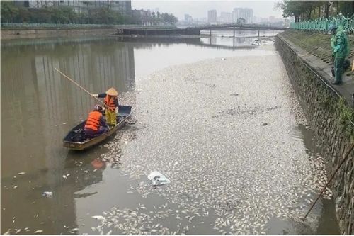 Cá chết nổi trắng hồ Thủy Sứ không phải do ô nhiễm môi trường