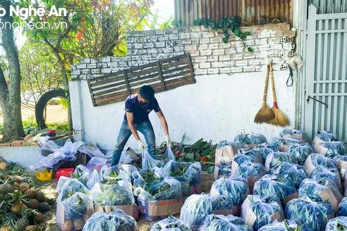 Giá dứa tăng cao, thương lái Nghệ An phải 'cọc' để đặt hàng