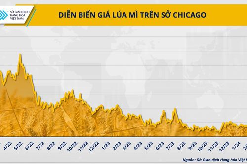 Trung Quốc liên tục hủy các đơn hàng, giá lúa mì sẽ tiếp tục giảm sâu?