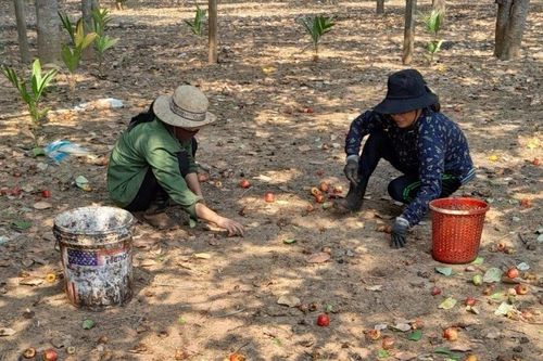 Gia Lai: Người trồng điều tìm cách ứng phó 'điệp khúc' mất mùa, rớt giá