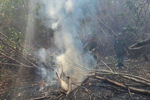 Bà Rịa -Vũng Tàu: Điều tra nguyên nhân vụ cháy rừng diện tích 3.000m2
