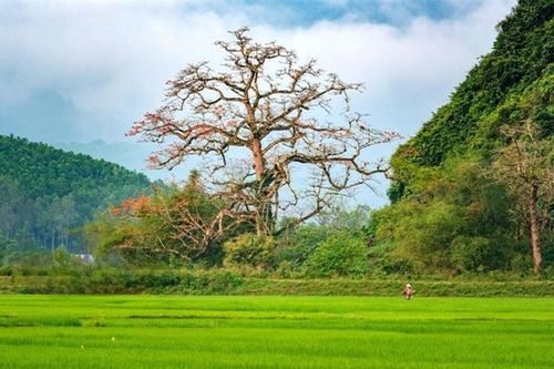 Cây gạo hơn 500 tuổi - cây di sản đầu tiên của Quảng Bình có gì đặc biệt?