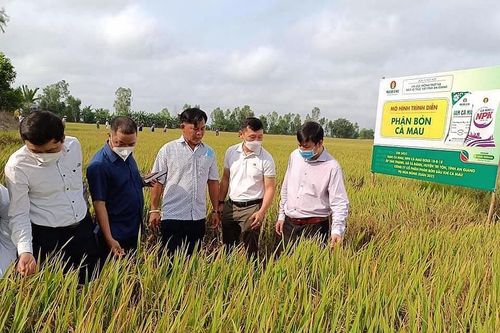 Nhà nông tin chọn: Phân bón Cà Mau là Hàng Việt Nam chất lượng cao