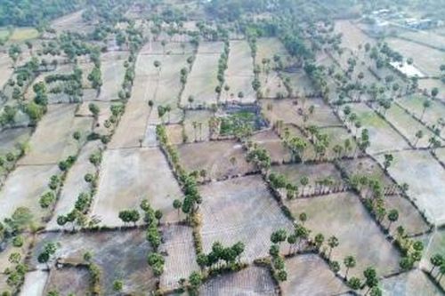 'Thủ phủ' thốt nốt ở Bảy Núi