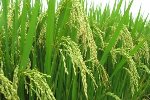 Trạm Trồng trọt và bảo vệ thực vật huyện Vạn Ninh: Khuyến cáo nông dân phòng trừ sâu bệnh cho cây lúa