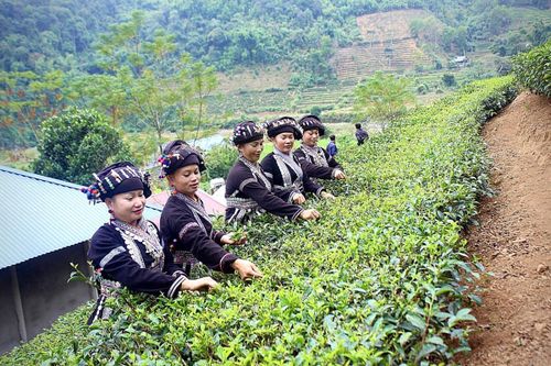 Chú trọng nâng cao chất lượng các tiêu chí nông thôn mới