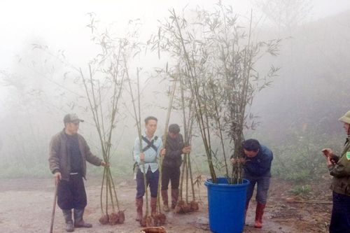 Người dân xã A Lù trồng 10 ha cây trúc sào để nâng cao thu nhập và phát triển du lịch