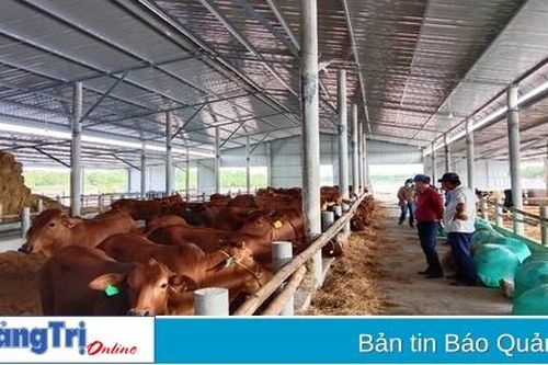 Cần hỗ trợ người chăn nuôi trong việc 'chuẩn hóa' trang trại