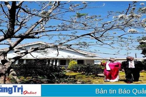 Cây phượng trắng duy nhất ở Việt Nam
