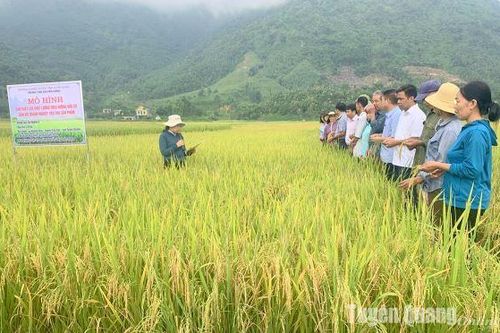 Liên kết xanh hóa đồng ruộng: Việc phải làm ngay