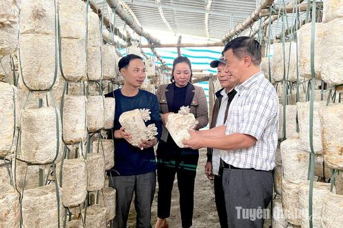 Độc đáo nấm trồng bằng bông