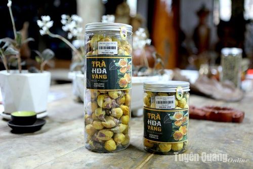 Giấc mơ trà hoa vàng
