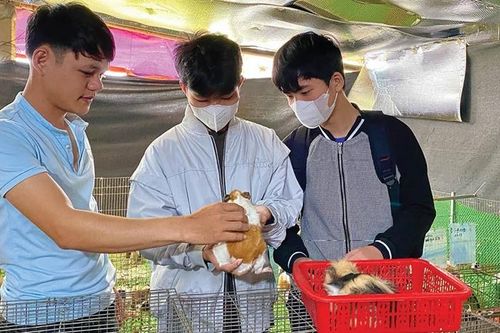 Khởi nghiệp với mô hình nuôi thỏ và chuột lang