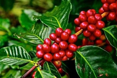 Cà phê hữu cơ Việt Nam xuất khẩu sang Nhật Bản