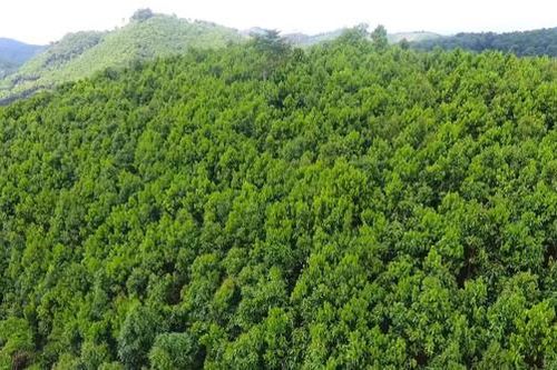Quảng Bình: Chuyển mục đích sử dụng hơn 10ha rừng thực hiện dự án đường cứu nạn, cứu hộ