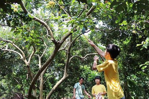Nông dân 'trúng đậm' nhờ làm nông hiện đại, hút vạn khách du lịch mỗi năm